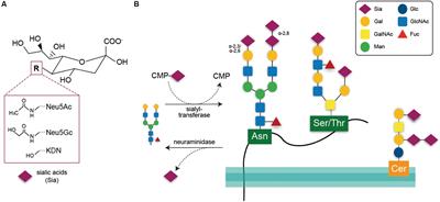 Sialylation and Galectin-3 in Microglia-Mediated Neuroinflammation and Neurodegeneration